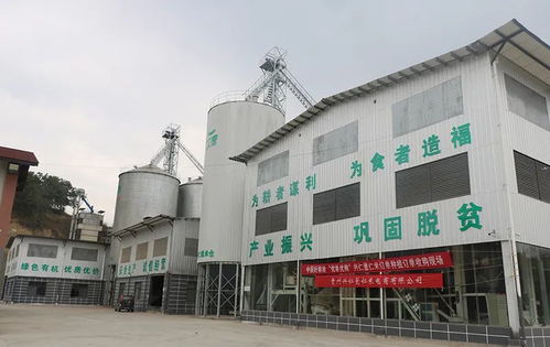 兴仁工厂建在基地上 “五优模式”促进薏仁米产业提质升级